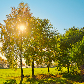 Gedenkbaum-Gruppe von Mama, Papa, Sören und Ole für Joost Kramps 