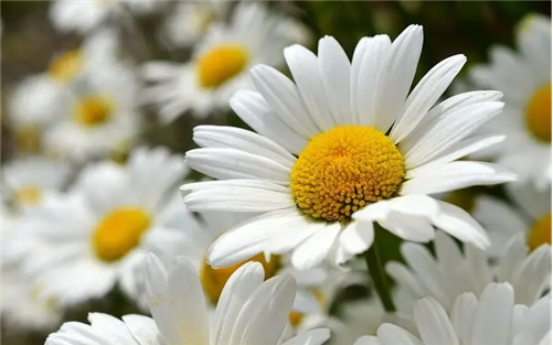 Your browser does not support the webp format